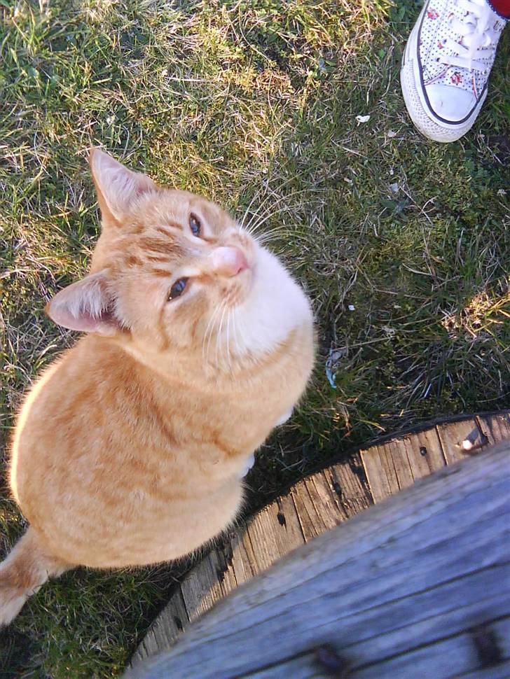 Huskat Pjevs - Dejligt sommerbilled! billede 2