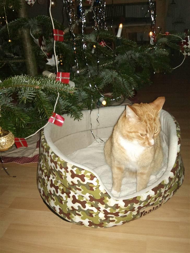 Huskat Pjevs - Julehumør? :D billede 3