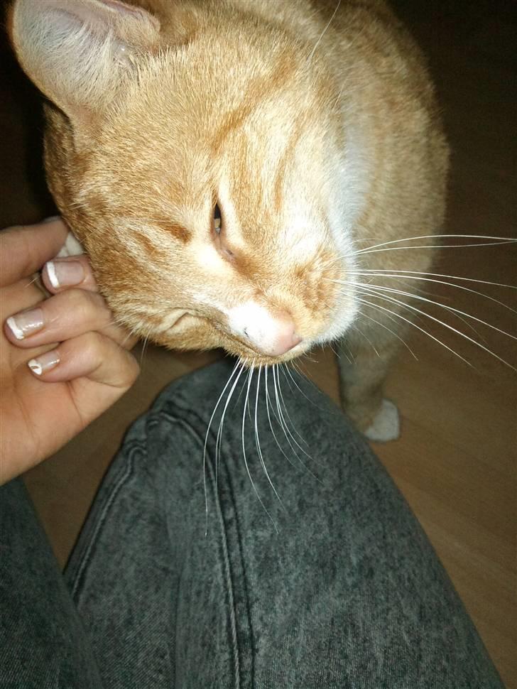 Huskat Pjevs - <3 billede 4