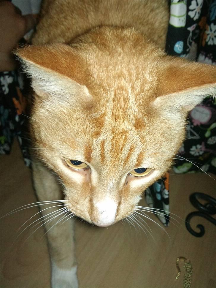 Huskat Pjevs - <3 billede 5