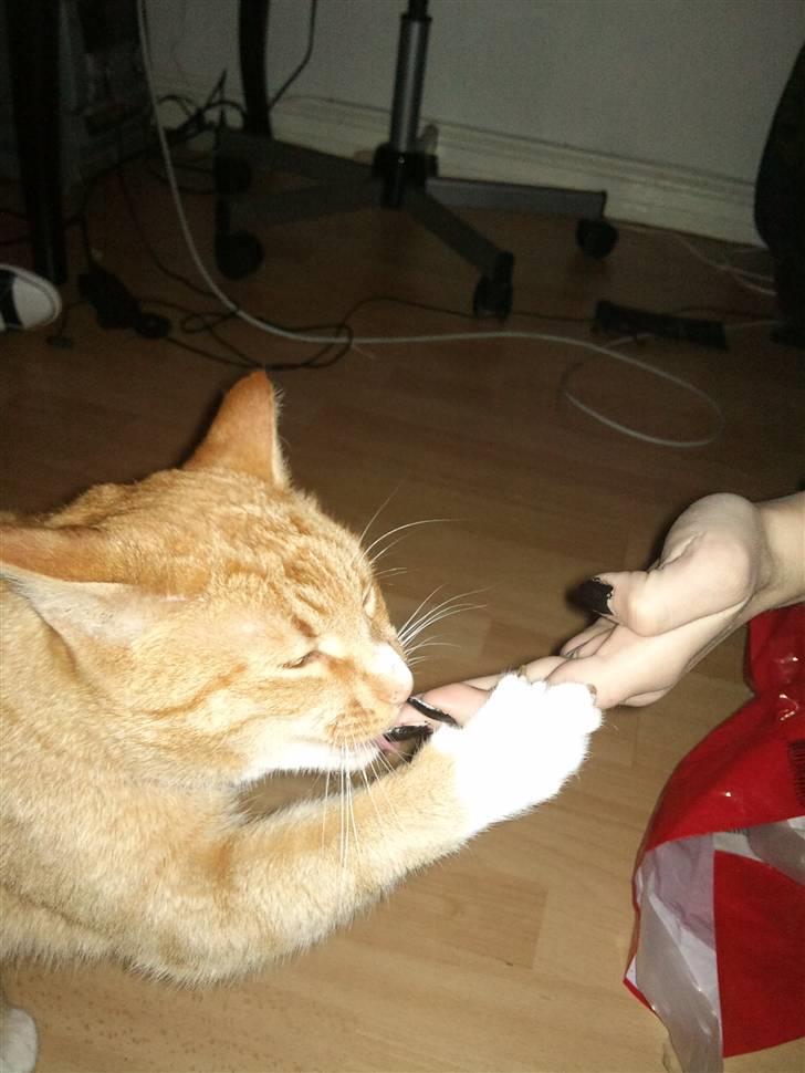 Huskat Pjevs - <3 billede 6