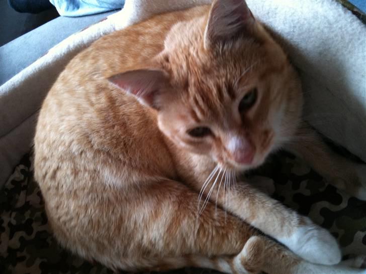 Huskat Pjevs - <3 billede 7