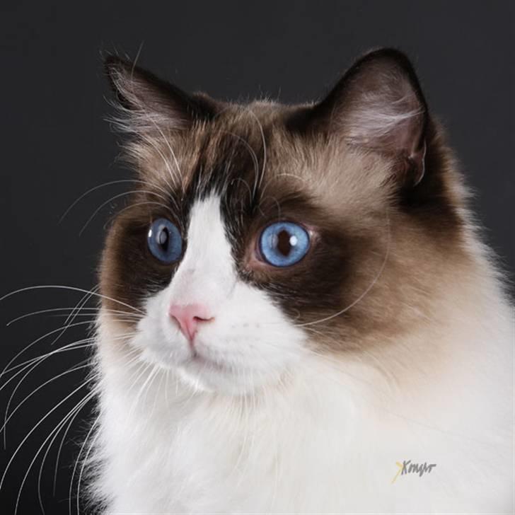 Ragdoll S*Chorotegas Victor Hugo billede 13
