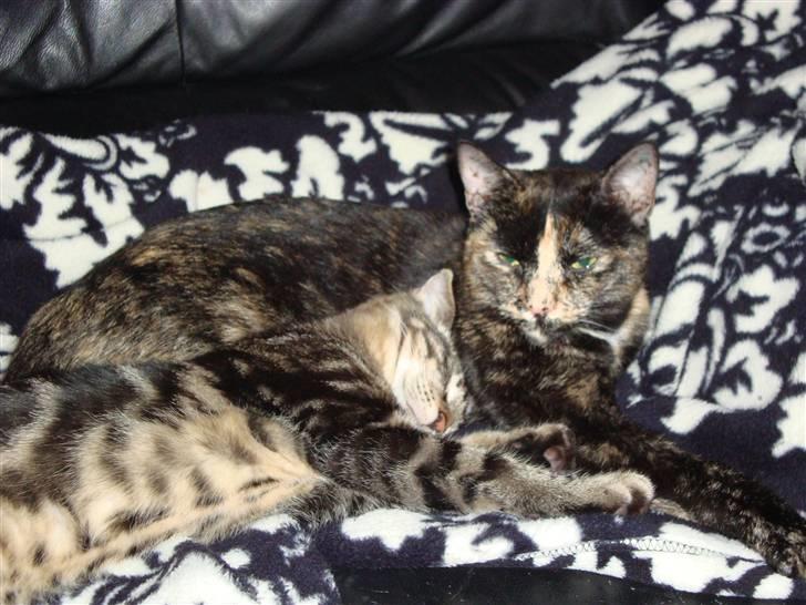 Huskat Miv billede 5