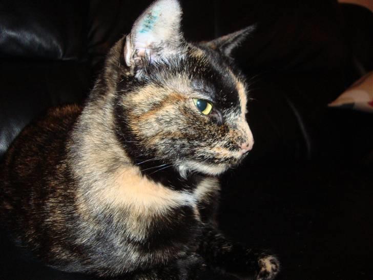 Huskat Miv billede 6