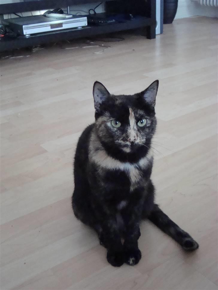 Huskat Miv billede 7