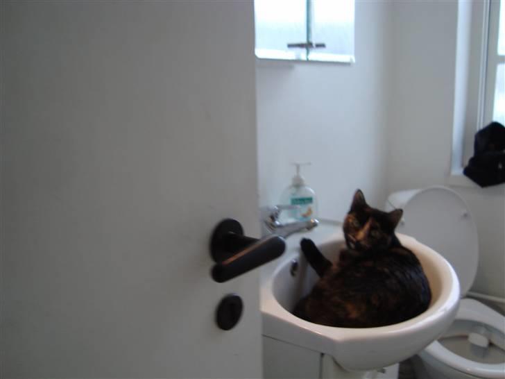 Huskat Miv billede 8