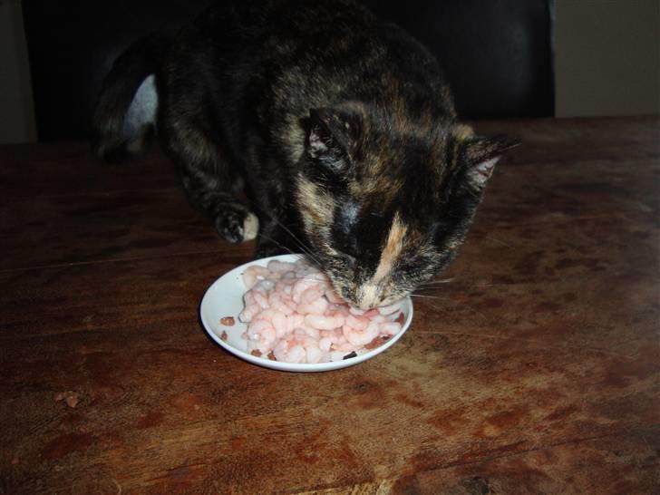 Huskat Miv billede 9