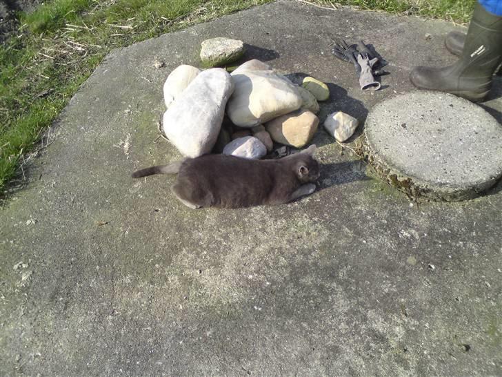 Huskat Aleu - Jeg er en sten.. Kan du ikke se det?? billede 7