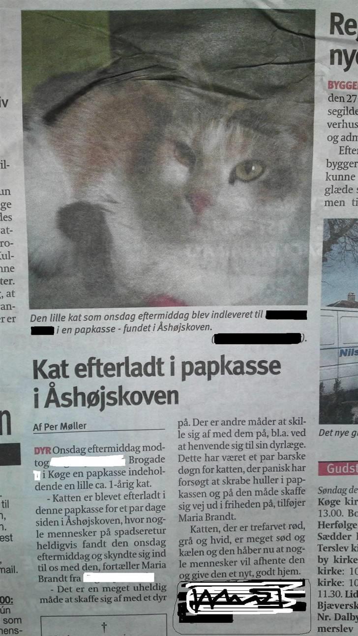 Huskat Matilde - Grundet mulig frysning af min bruger konto. måtte jeg slette reklame af denne Gode dyrlæge. det er ikke alle som ville give sig tid til sådan kat. og vi havde aldrig hørt om det. Så havde matilde BARE FÅRT EN KUGLE PÅ ÆGET. billede 12