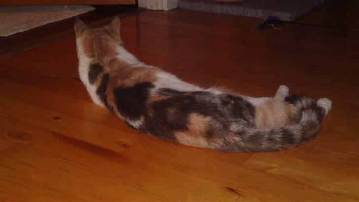 Huskat Matilde - Se Lige Nogle Smukke Farver. billede 13