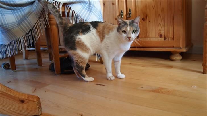 Huskat Matilde billede 14