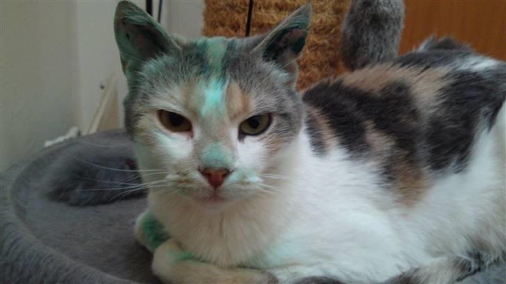 Huskat Matilde - er øre tatoveret. og ved at vaske det af nu.  billede 15