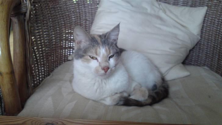 Huskat Matilde billede 16