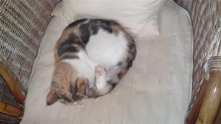 Huskat Matilde billede 17