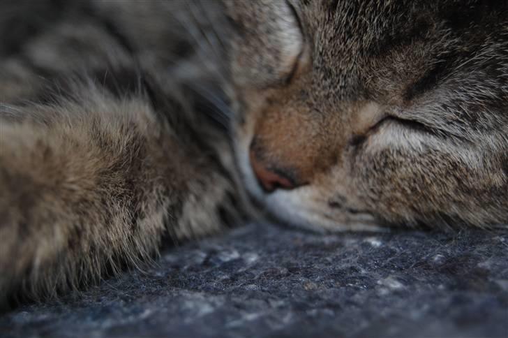 Blanding af racer Dychess billede 15