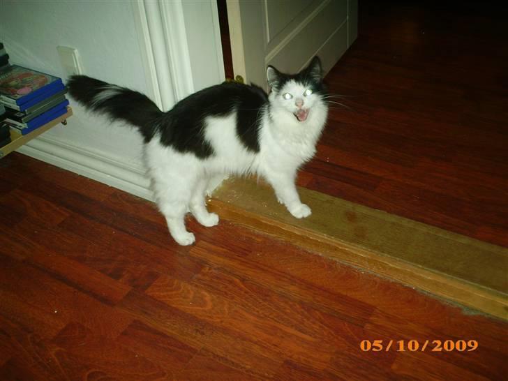 Blanding af racer Duchess *R.I.P.* - Miaaaav :) billede 4