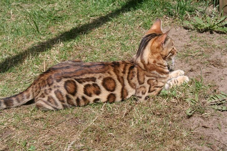 Bengal Fancy Style  billede 13