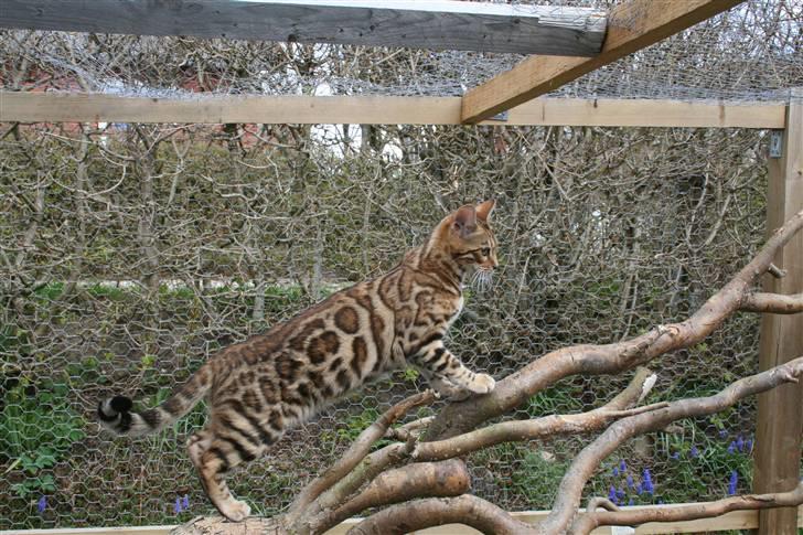 Bengal Fancy Style  billede 14