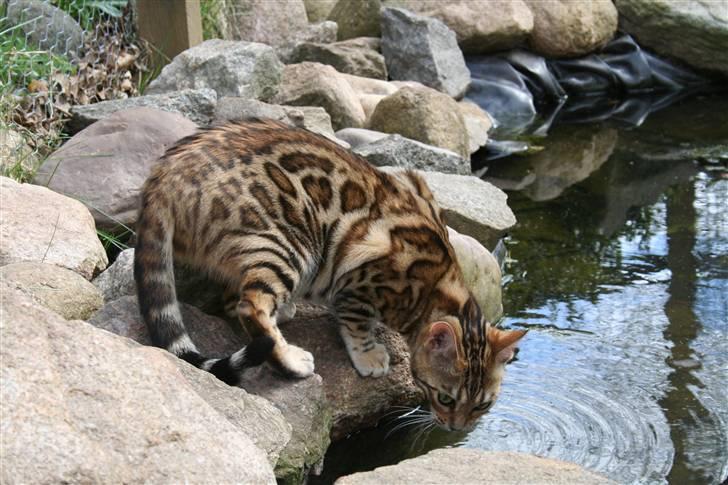 Bengal Fancy Style  billede 15