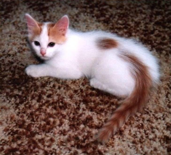 Tyrkisk Van Soyadi's Bolu - Soyadi´s Bolu som killing billede 2