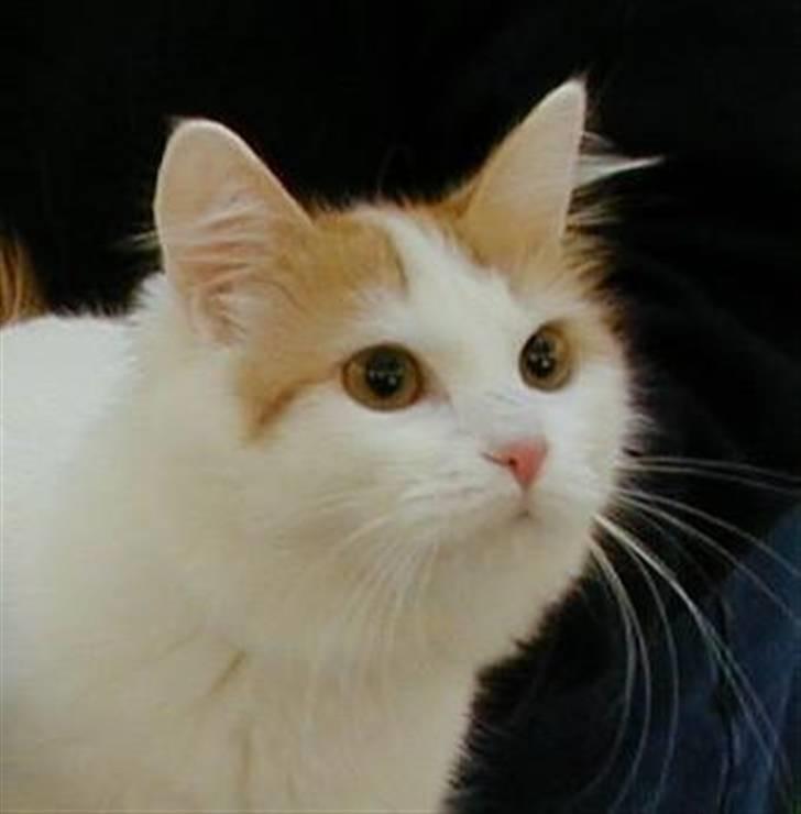 Tyrkisk Van Soyadi's Bolu billede 3