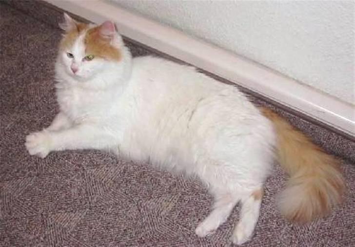 Tyrkisk Van Soyadi's Bolu billede 4