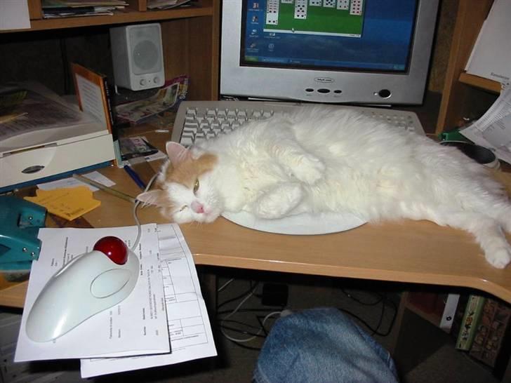 Tyrkisk Van Soyadi's Bolu billede 6