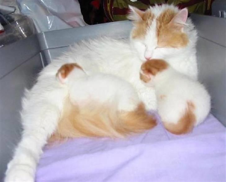 Tyrkisk Van Soyadi's Bolu - Soyadi´s Bolu med sit A-kuld billede 7