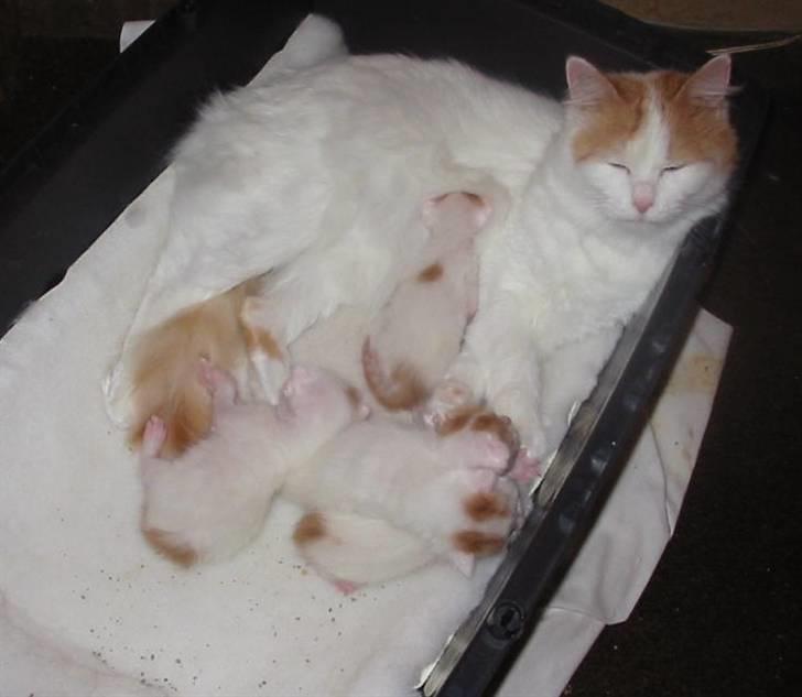 Tyrkisk Van Soyadi's Bolu - Soyadi´s Bolu med sit B-kuld billede 8