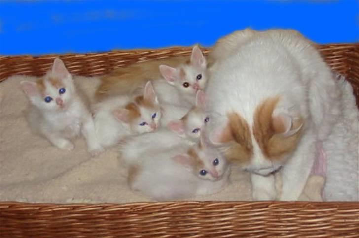 Tyrkisk Van Soyadi's Bolu - Soyadi´s Bolu med sit C-kuld billede 9