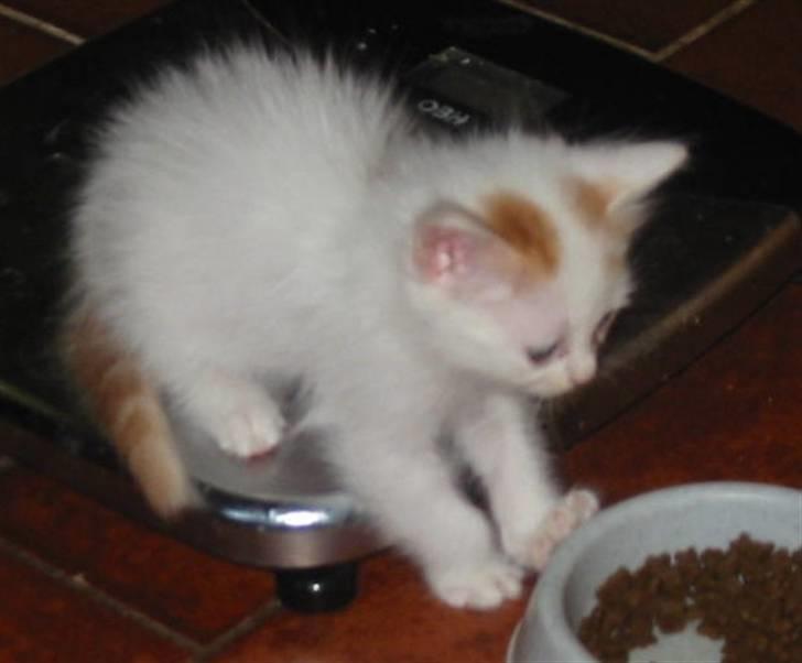 Tyrkisk Van Soyadi's Cesur Erkek - Cesur som killing billede 2