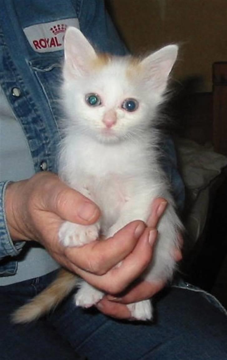 Tyrkisk Van Soyadi's Cesur Erkek - Cesur som killing billede 3