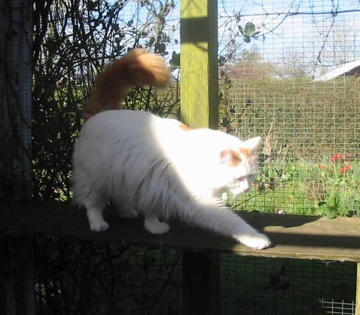 Tyrkisk Van Soyadi's Cesur Erkek billede 5