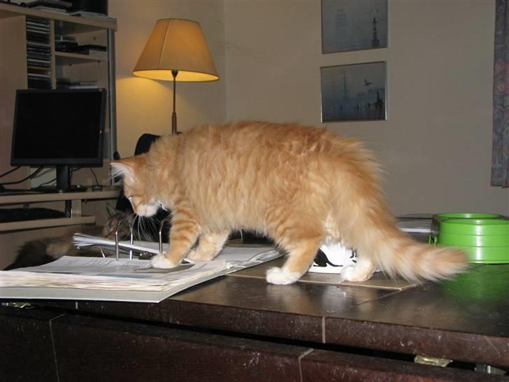 Maine Coon Ginger billede 1