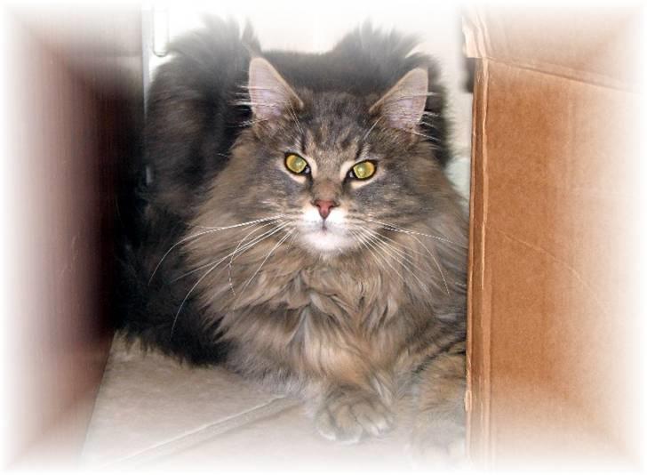 Maine Coon Bluey billede 1