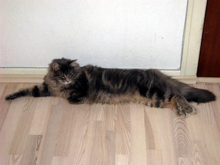 Maine Coon Bluey billede 2