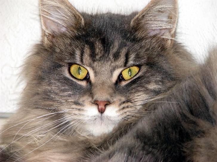 Maine Coon Bluey billede 3