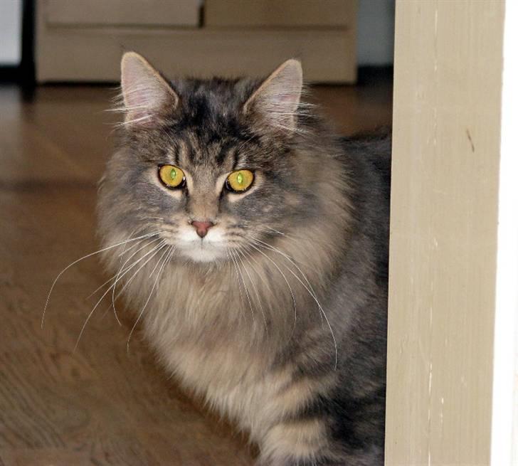 Maine Coon Bluey billede 4