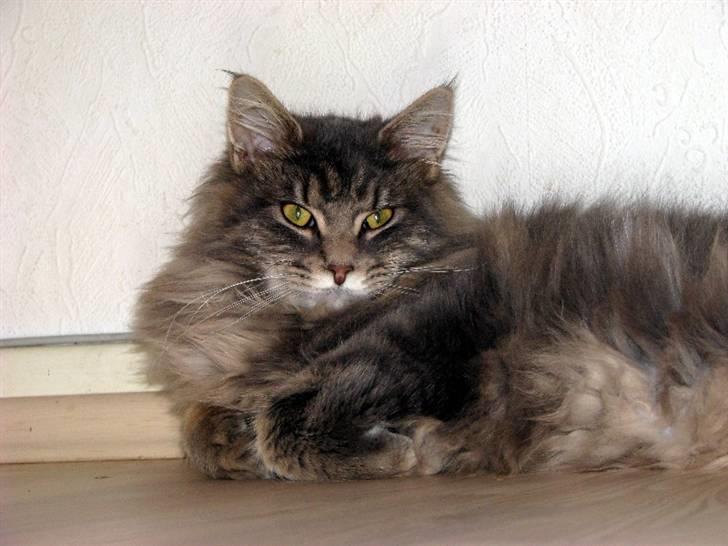 Maine Coon Bluey billede 5