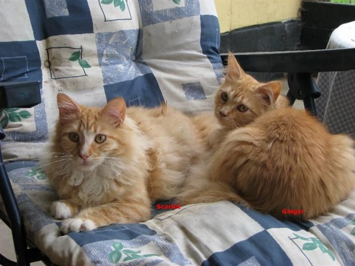 Maine Coon Ginger billede 2