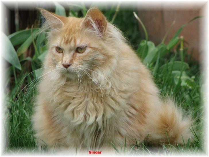 Maine Coon Ginger billede 3