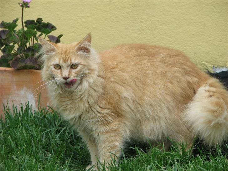 Maine Coon Ginger billede 4