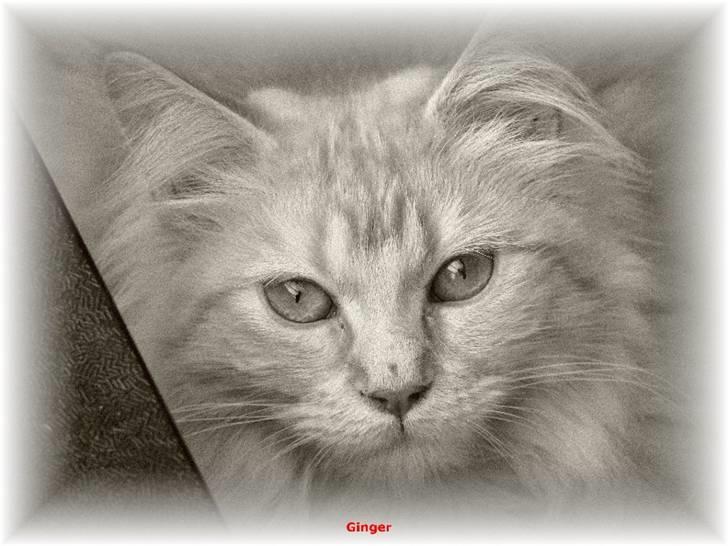Maine Coon Ginger billede 5