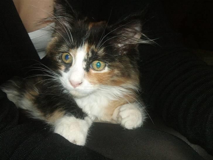 Maine Coon Ciwi - Der var en af de første dage efter jeg havde fået hende hjem. billede 1