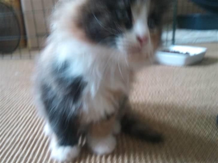 Maine Coon Ciwi - Der var hun omkring de 8 uger gammel. billede 2