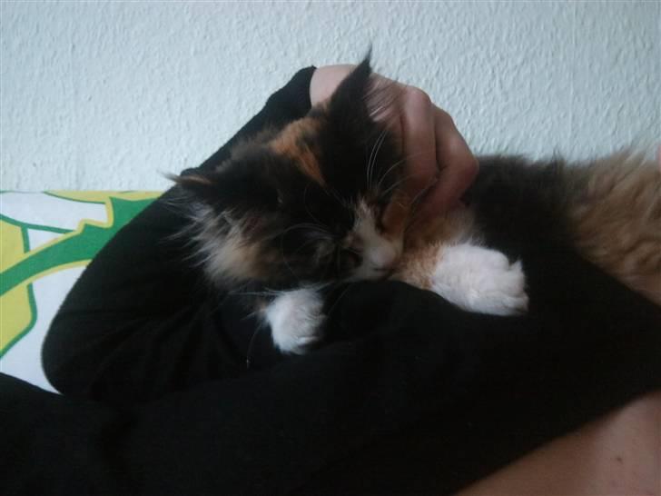 Maine Coon Ciwi billede 3