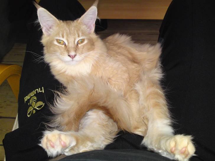 Maine Coon Columbine - Bine billede 10