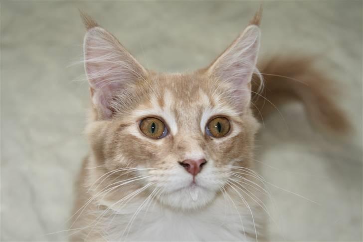 Maine Coon Columbine - Bine billede 11