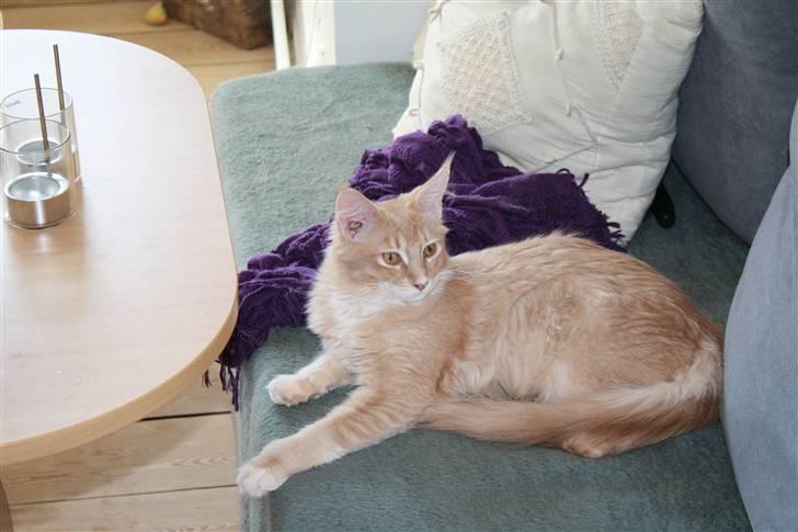 Maine Coon Columbine - Bine billede 12